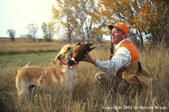 Upland bird hunters taking pheasant from yellow Labrador Retriever.