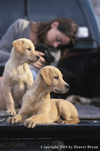 Woman with yellow and black Labrador Retriever pups