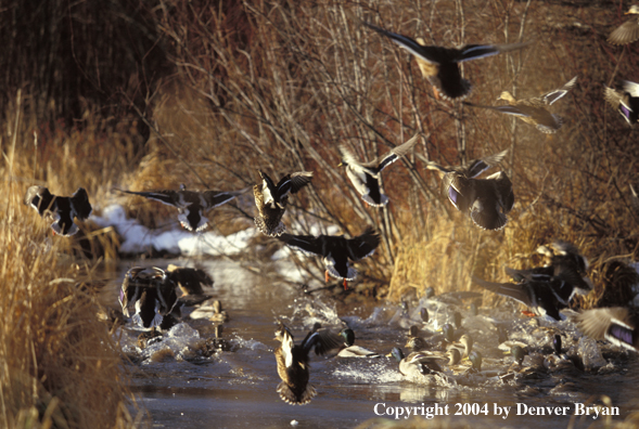 Flock of Mallards in flight