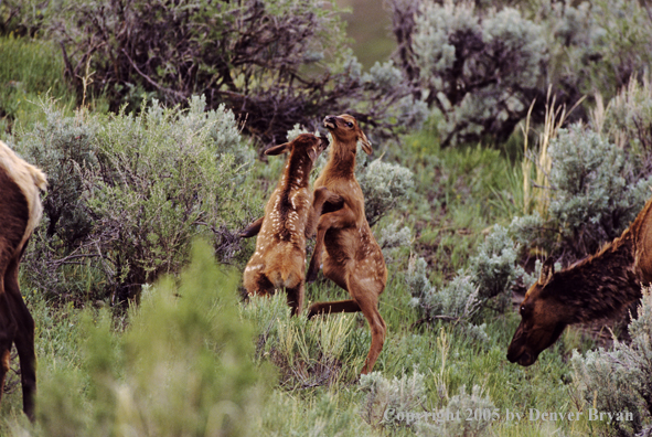 Young calves play fighting.