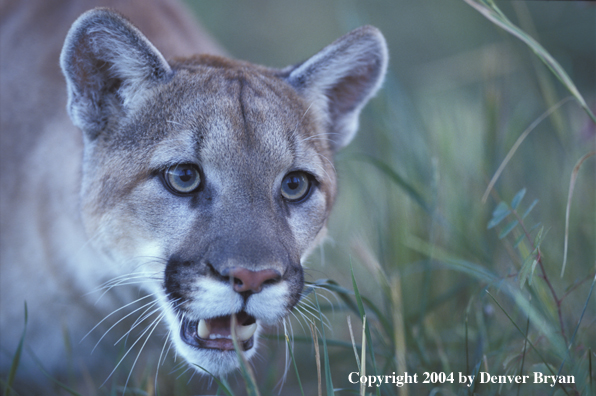 Mountain lion in habitat