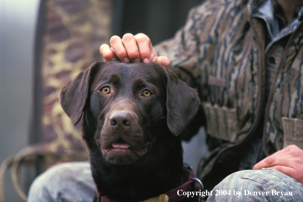 Chocolate Labrador Retriever 