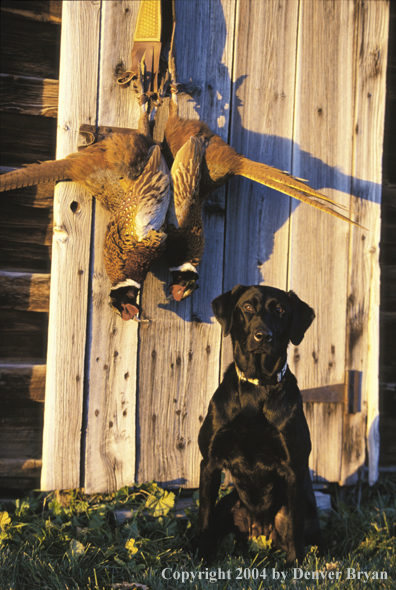 Black Labrador Retriever with pheasants