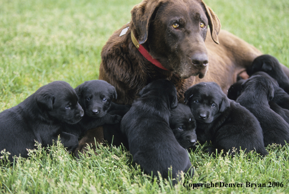 Chocolate labrador retriever mother with all black puppies.