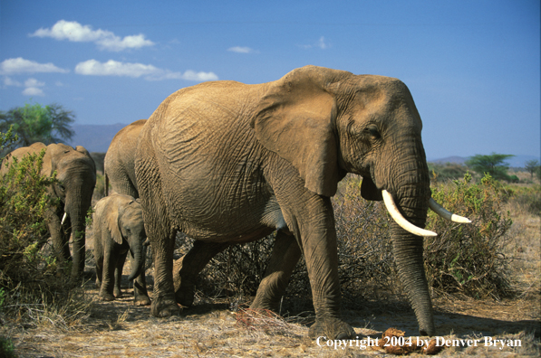 African elephants in habitat.