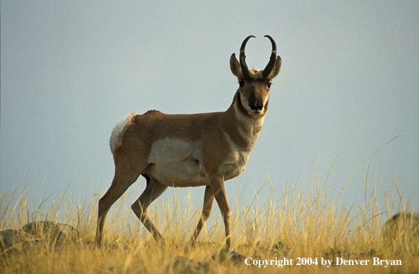 Pronghorn antelope in habitat