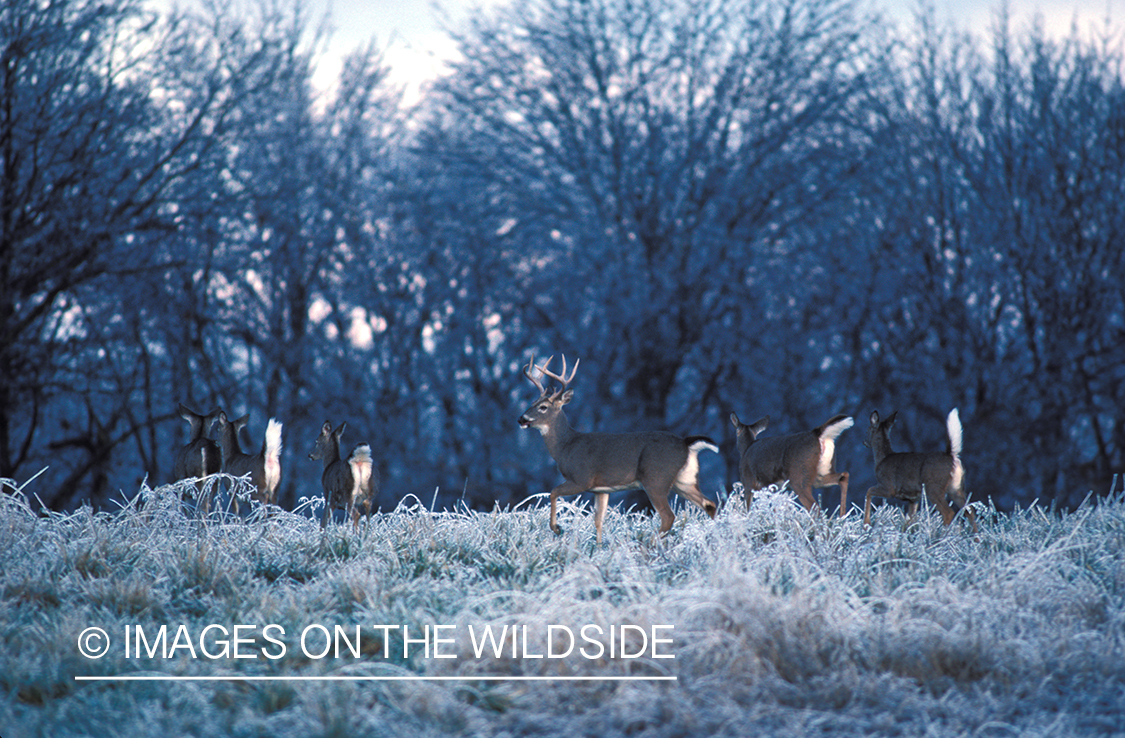 Buck white-tail in rut with does