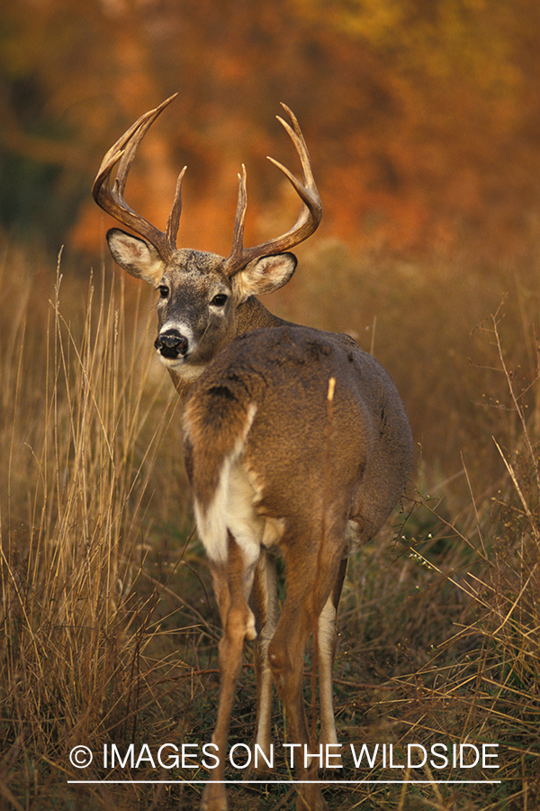 Whitetailed deer in habitat.