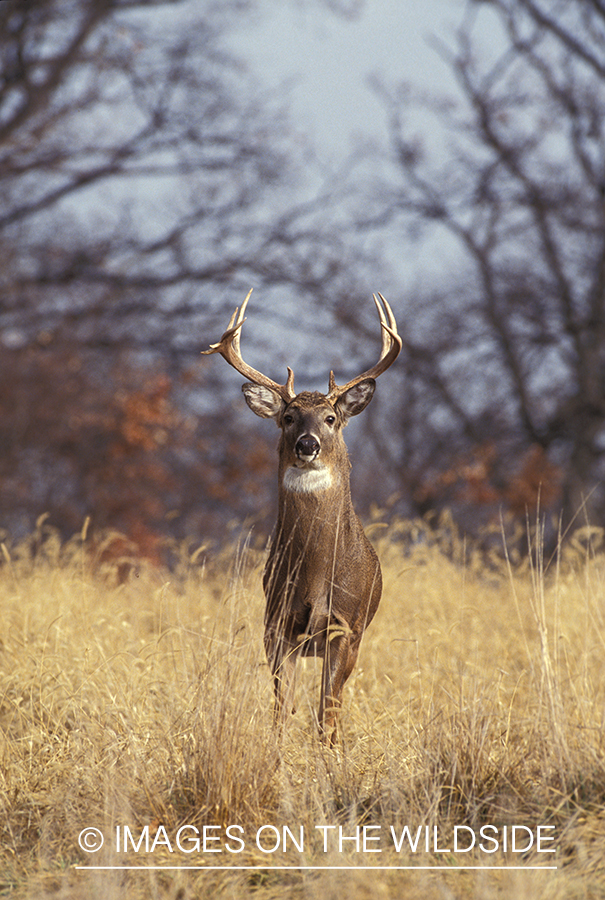 Whitetailed deer in habitat.