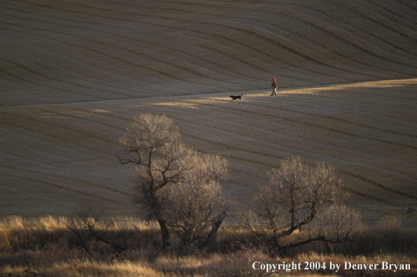 Upland bird hunter with black Labrador Retriever.