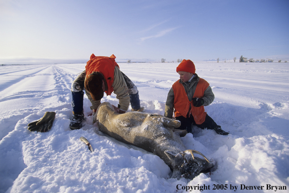 Father and son hunters dressing whitetail deer in a field in winter.