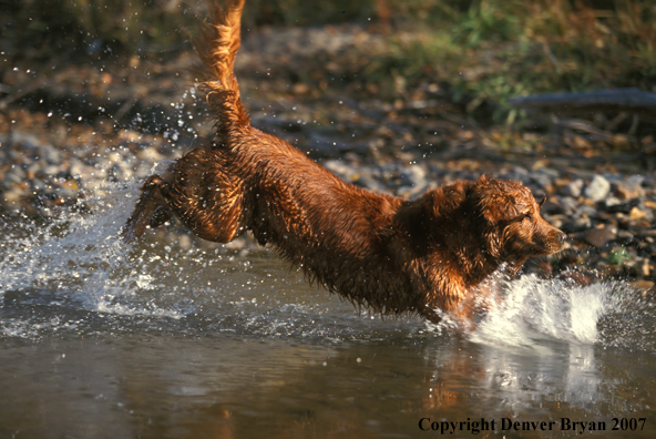 Golden Retriever running in water.