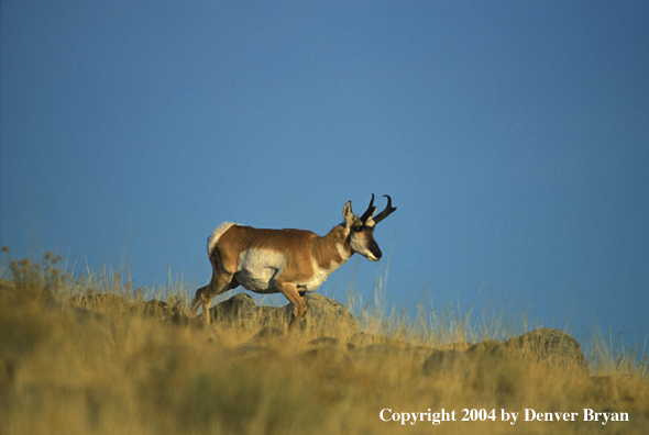 Pronghorn antelope in habitat