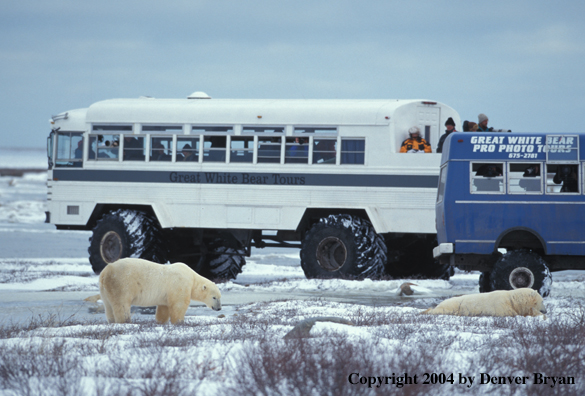 Polar Bears by tour buses