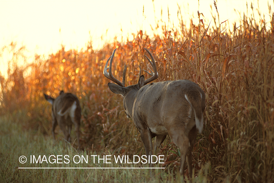 Whitetailed deer in rut.