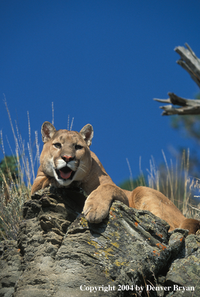 Mountain lion in habitat