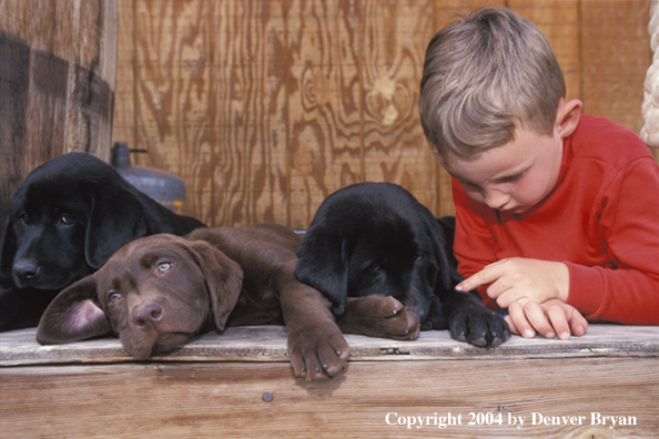 Child with chocolate and black Labrador Retriever puppies