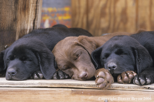 Chocolate/Black Labrador Retriever puppies