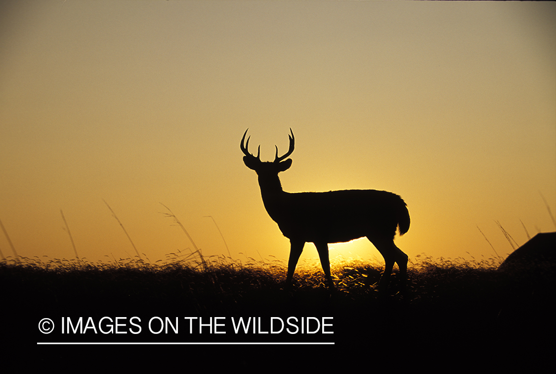 Whitetailed deer at sunrise/sunset.