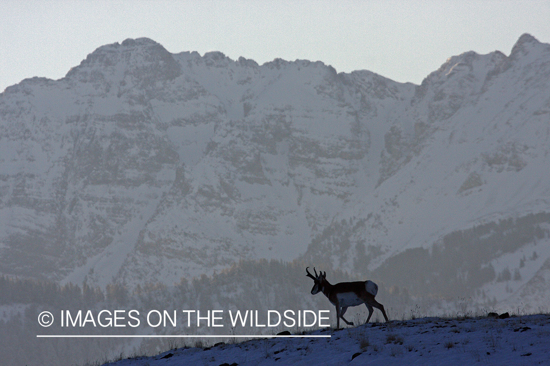 Pronghorn antelope in habitat.