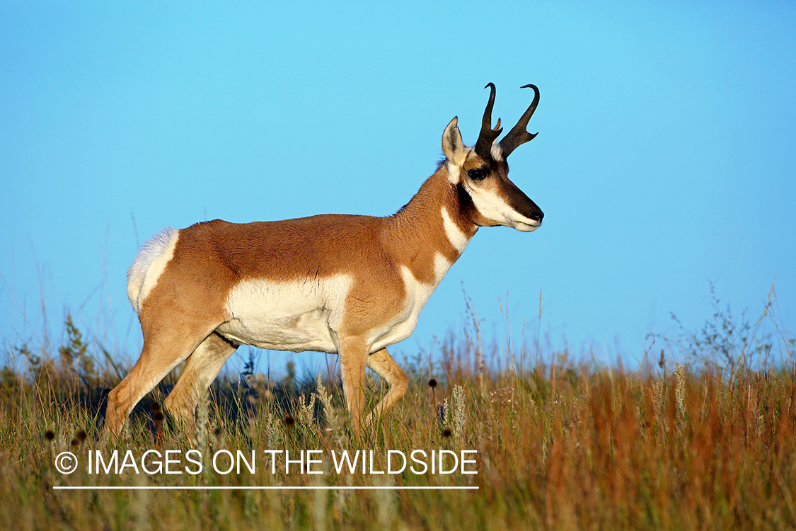 Pronghorn Antelope in habitat. 