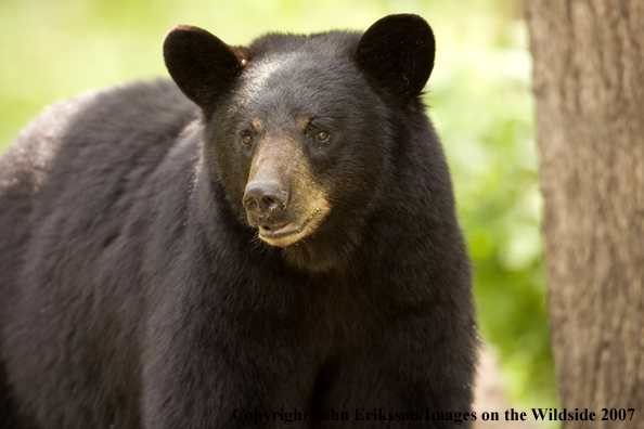 Black bear in habitat