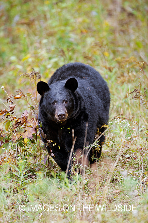 Black bear in habitat. 