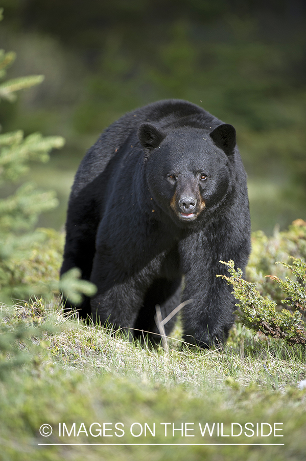 Black bear in habitat.