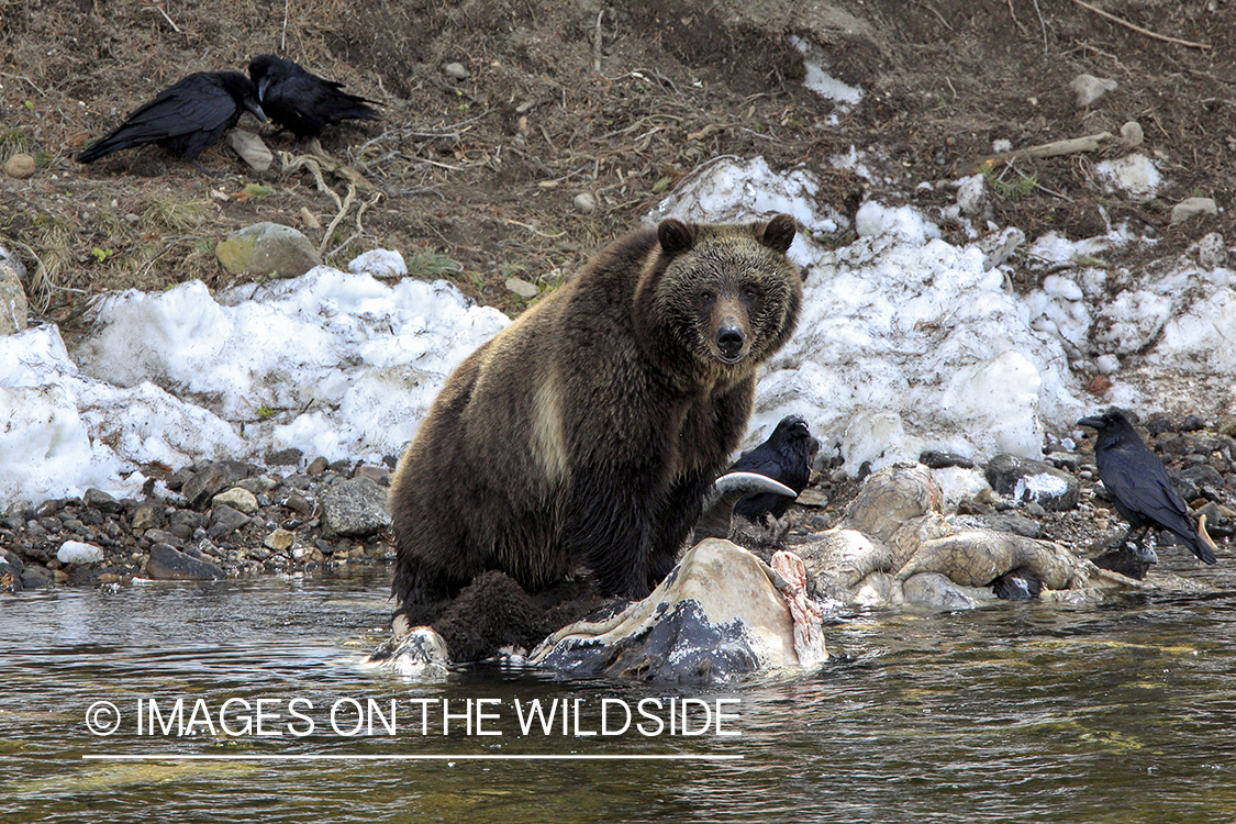 Grizzly Bear on bison carcass. 