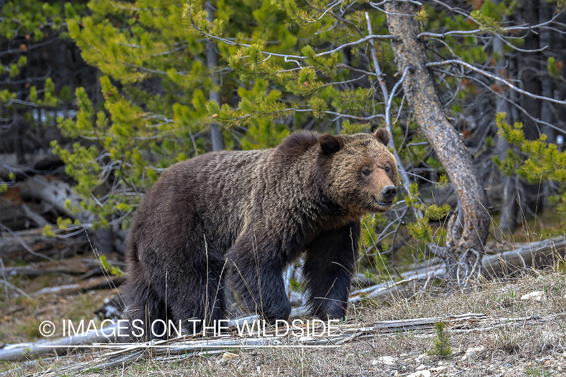 Grizzly in habitat.