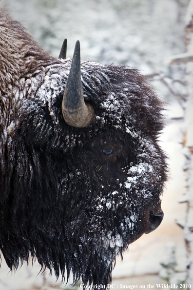 Bison in Yellowstone National Park. 