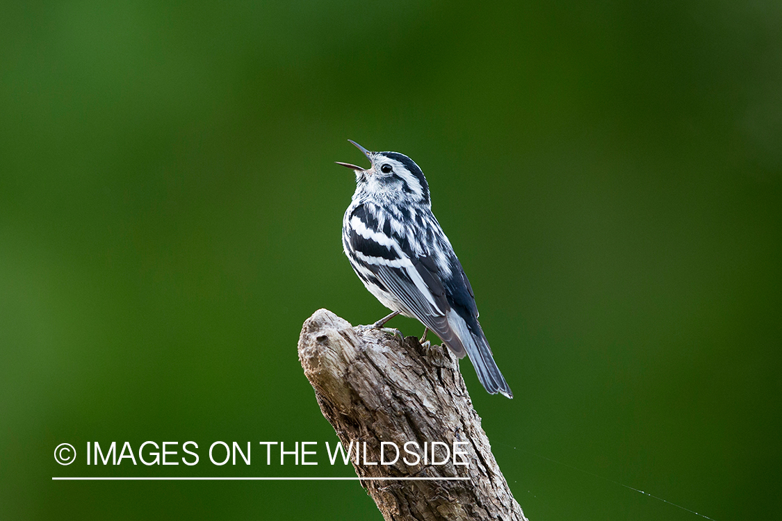 Black and white warbler on branch. 