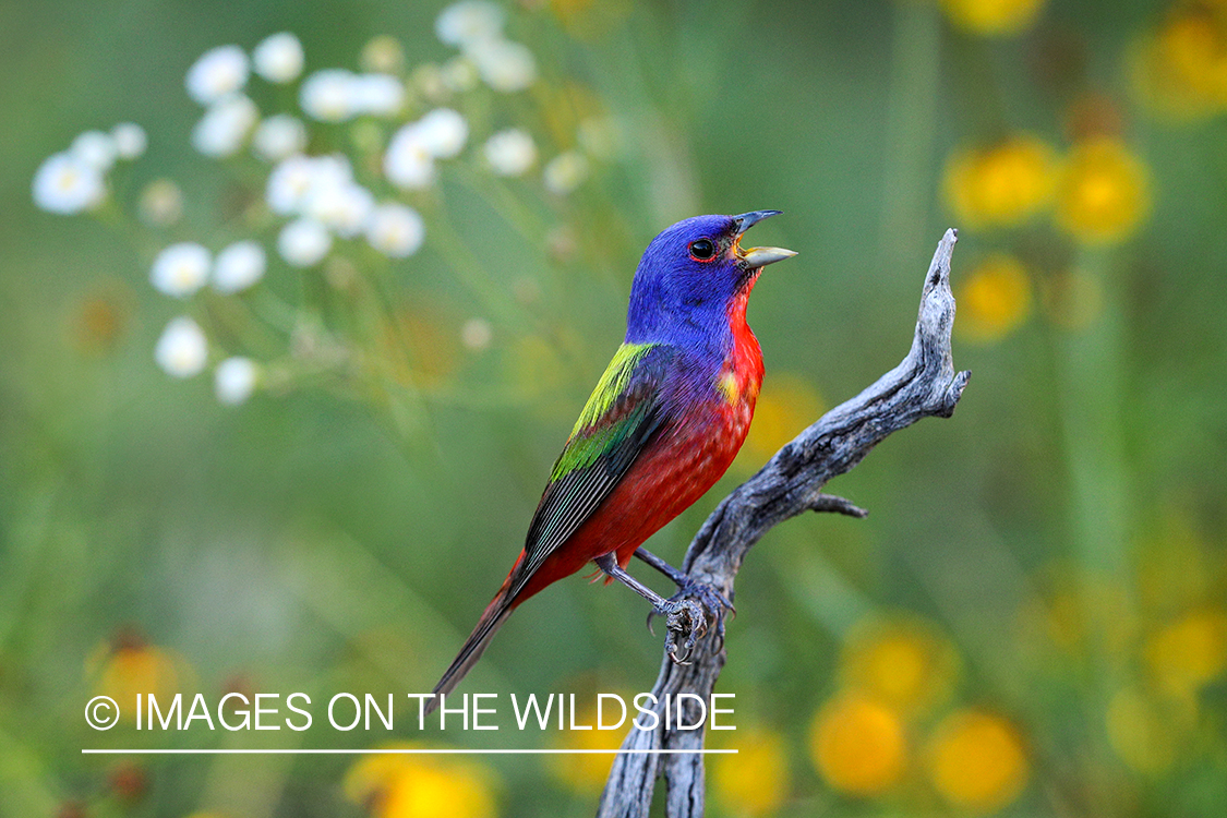 Painted Bunting in habitat.