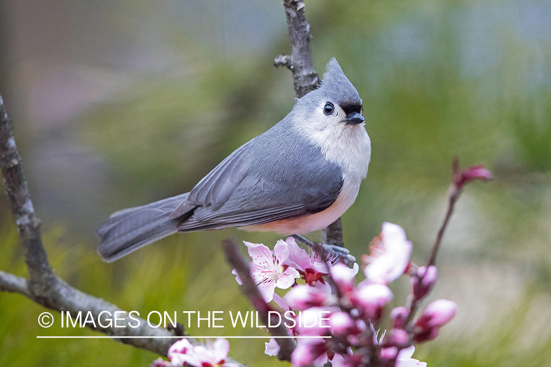 Tufted Titmouse on branch.