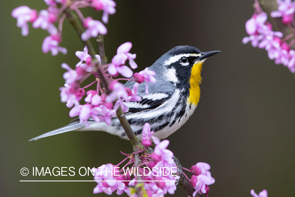 Yellow throated warbler on branch.