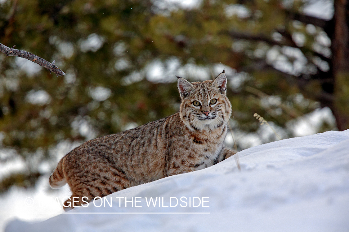 Bobcat in habitat.