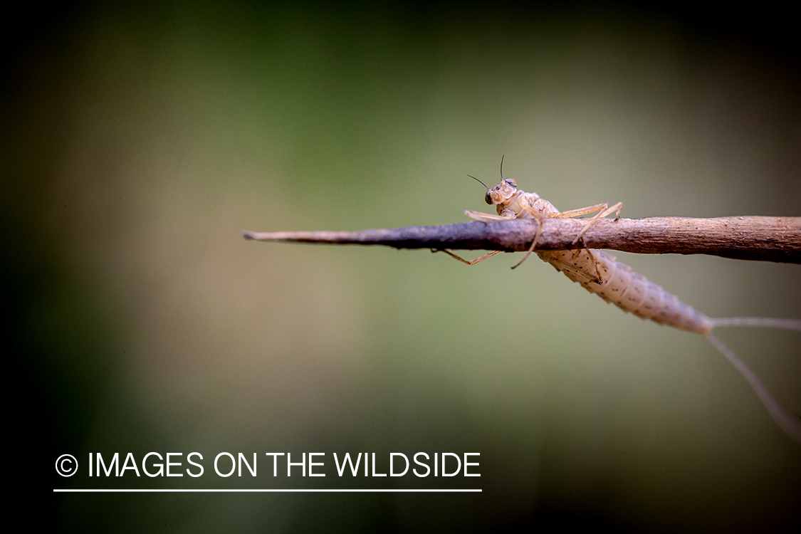 Mayfly on twig.