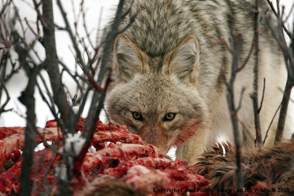 Coyote in habitat