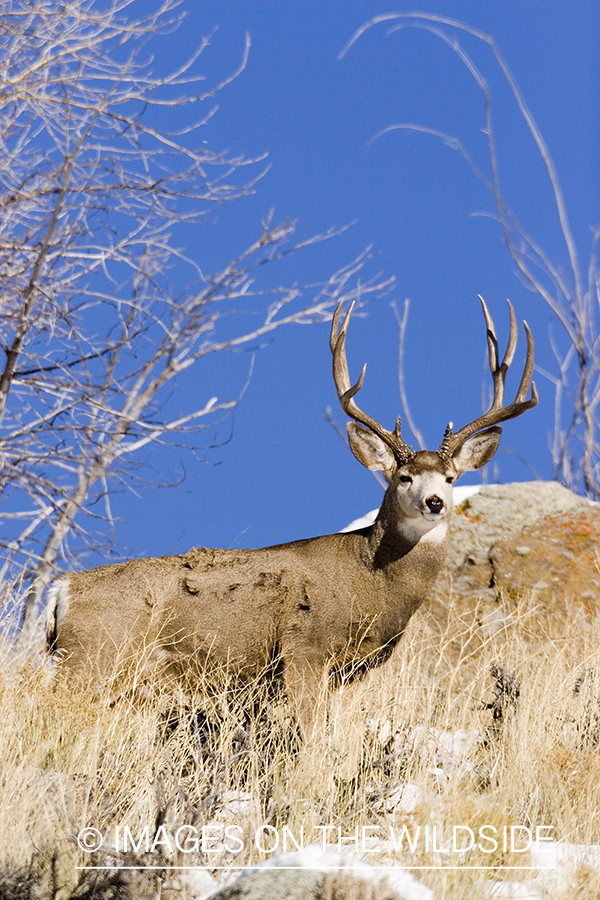 Mule deer in habitat.