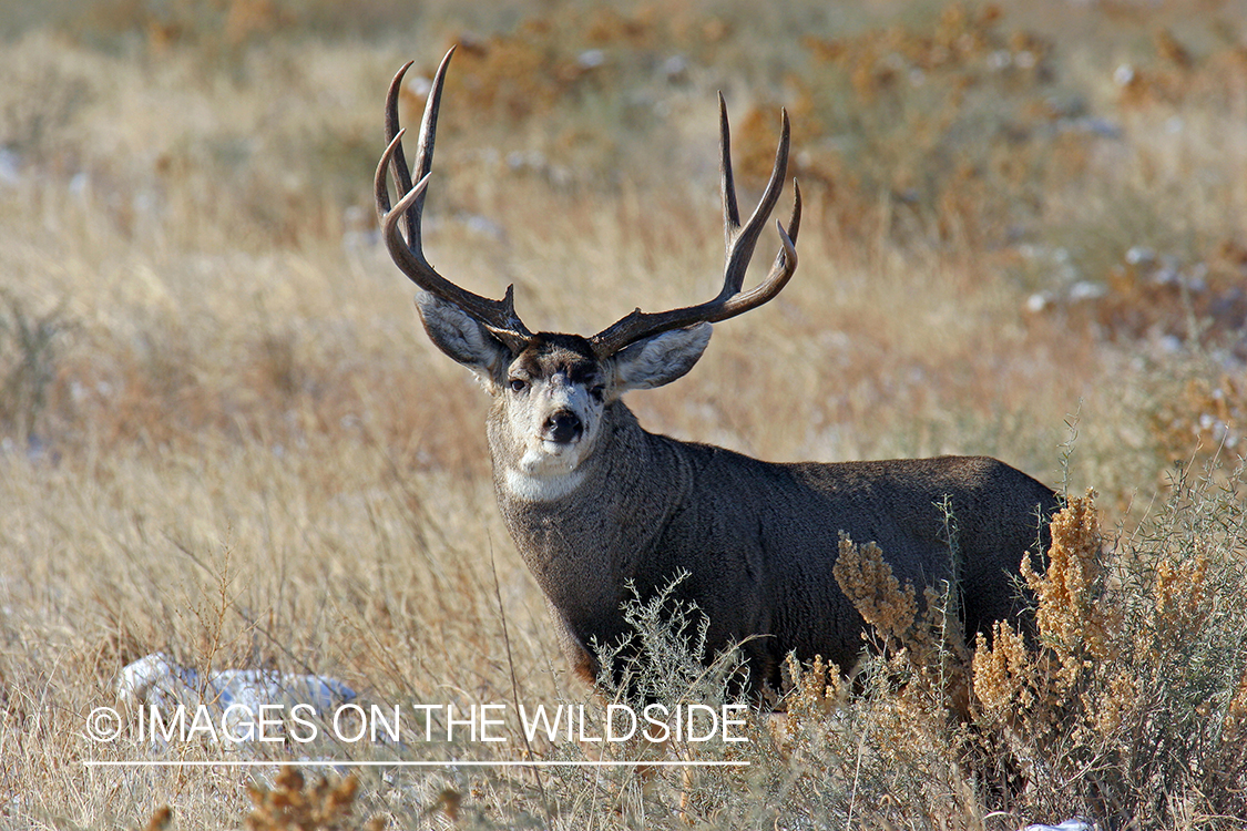 Mule deer buck in habitat. 