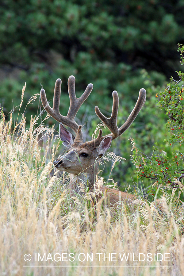 Mule deer buck in habitat. 