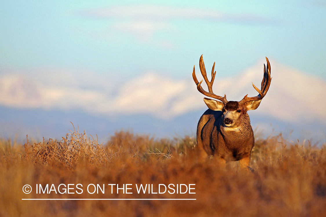 Mule deer buck in habitat.