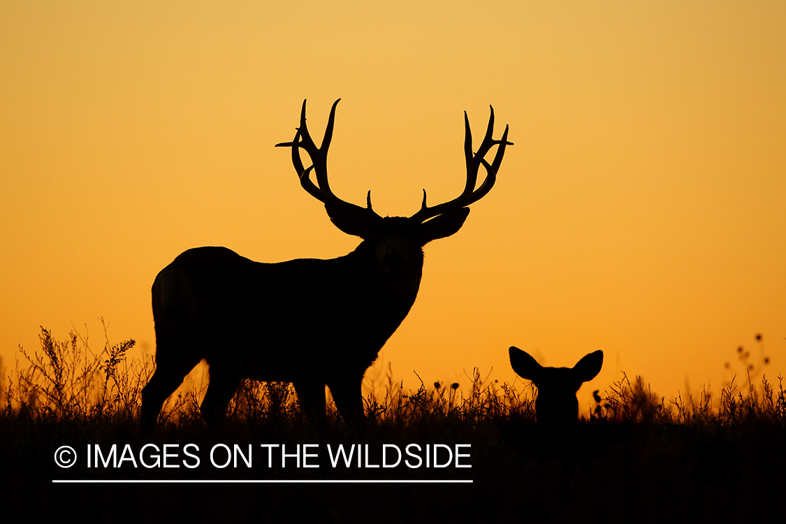 Mule deer buck in habitat. (sihouette)