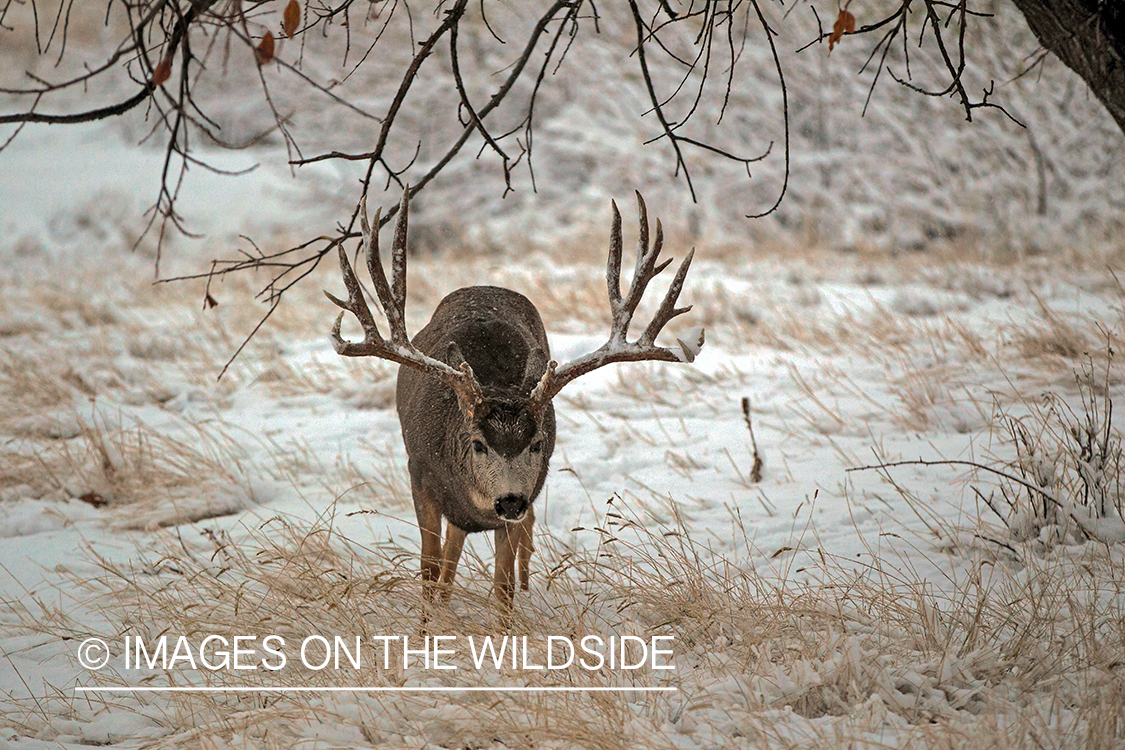 White-tailed buck in field in winter.