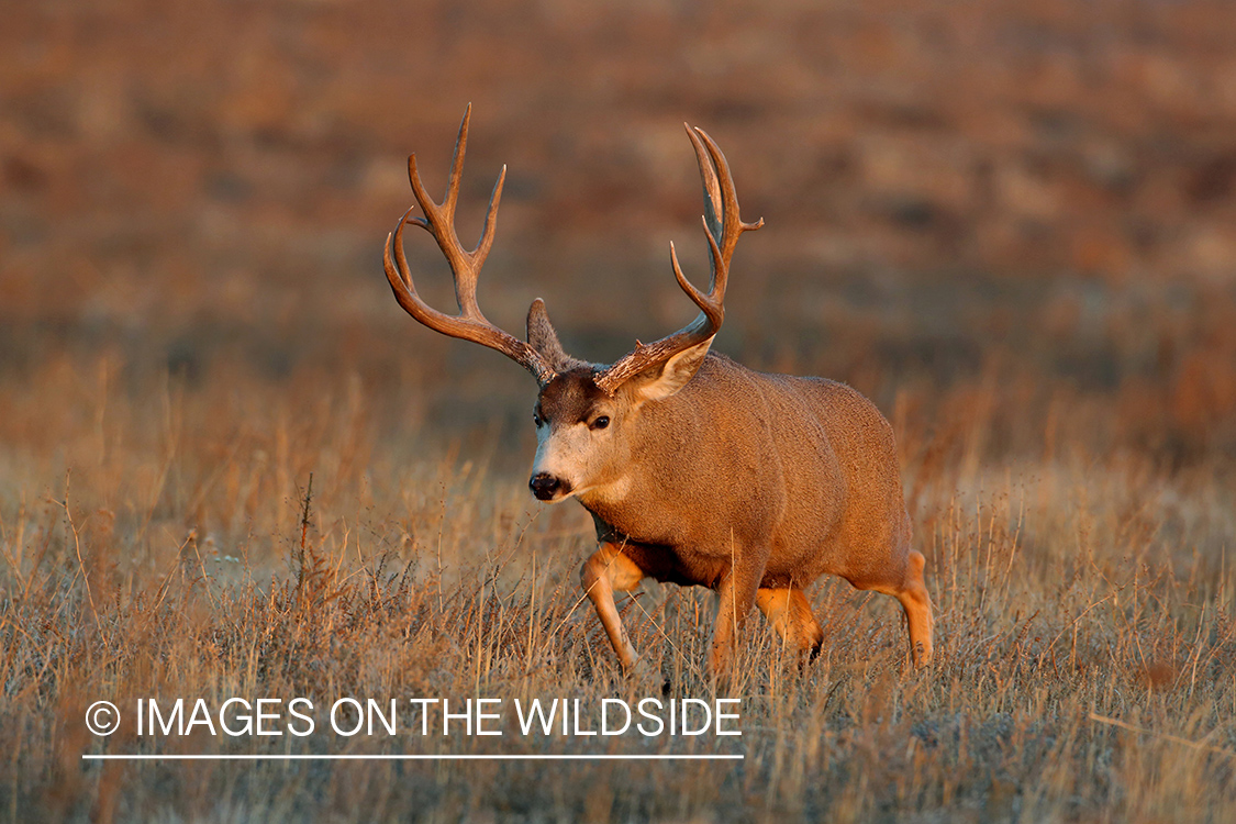 Mule deer buck in rut in field. 