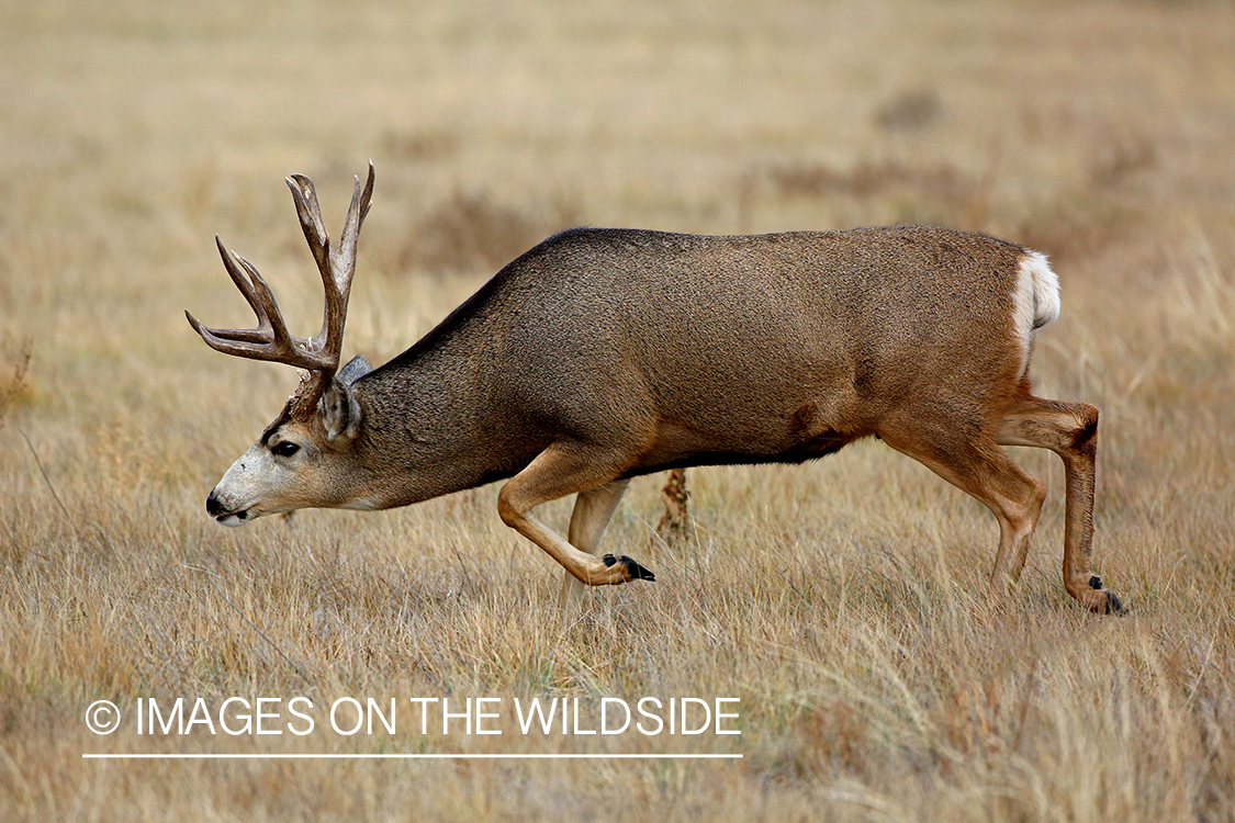 Mule deer buck in field.