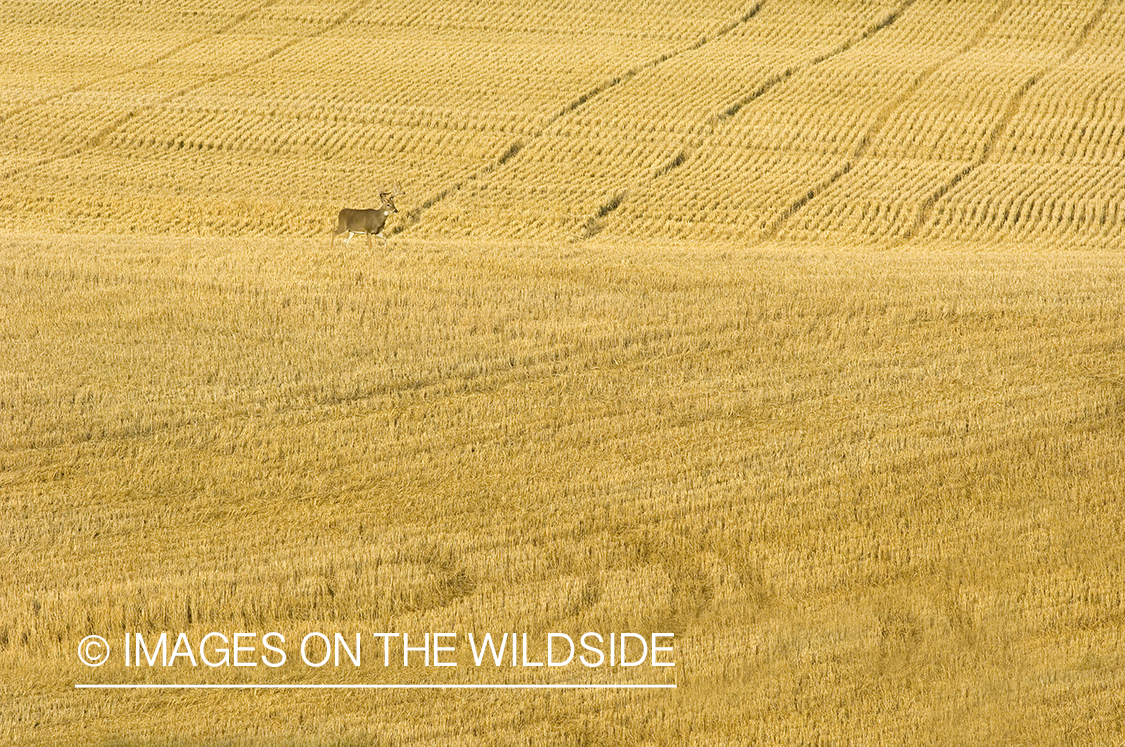 Whitetailed deer in habitat.