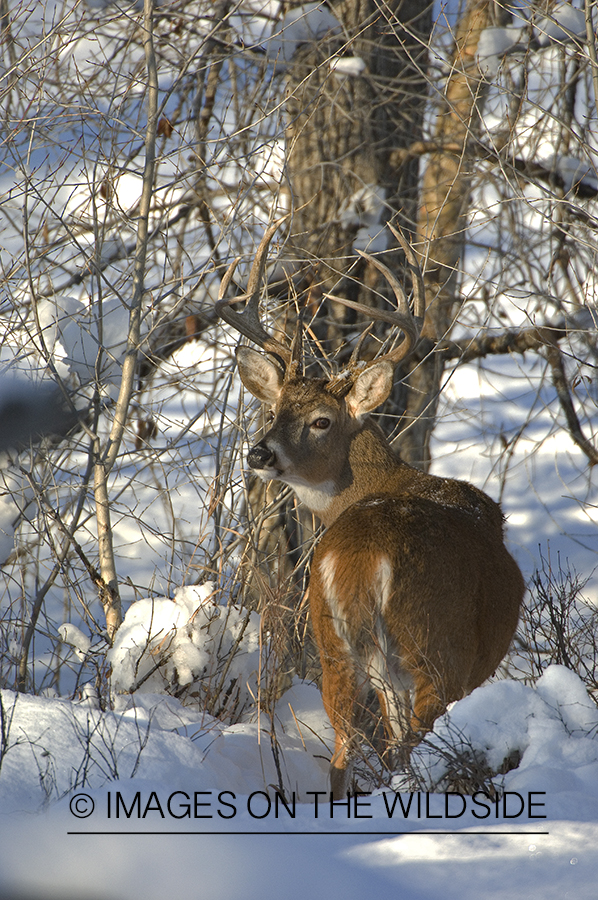 Whitetail Buck