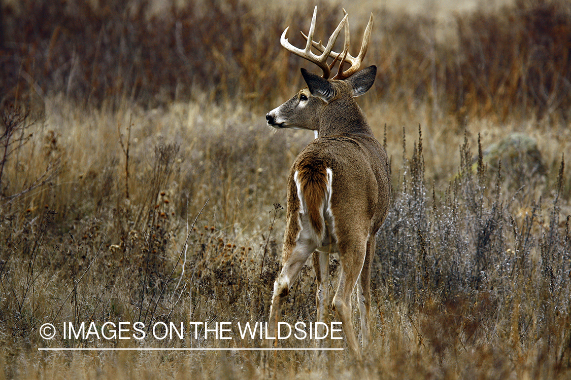 Whitetail Buck