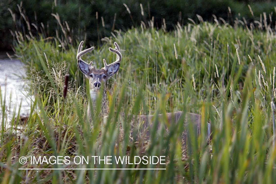 Whitetail Buck in velvet